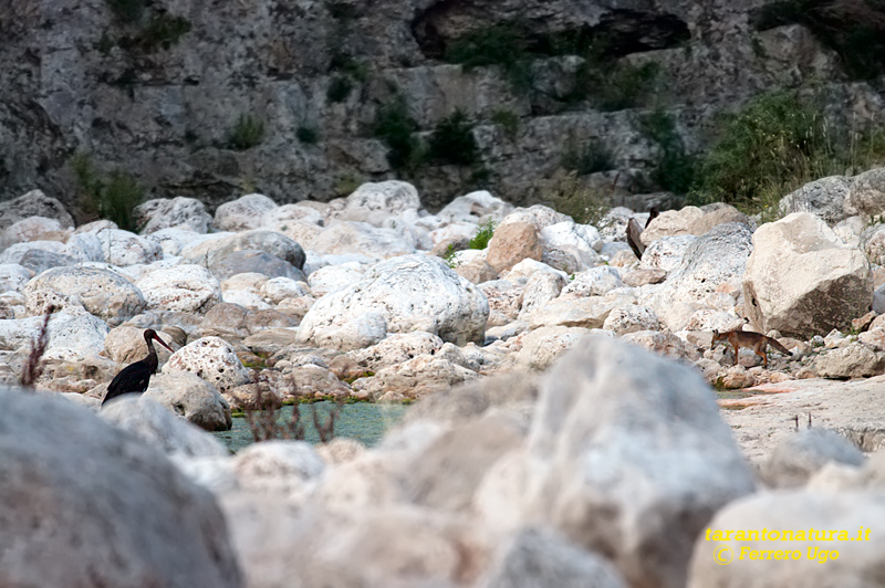 Cicogna nera in gravina